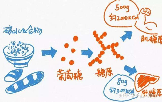 【认真说】碳水化合物 = 糖 ?