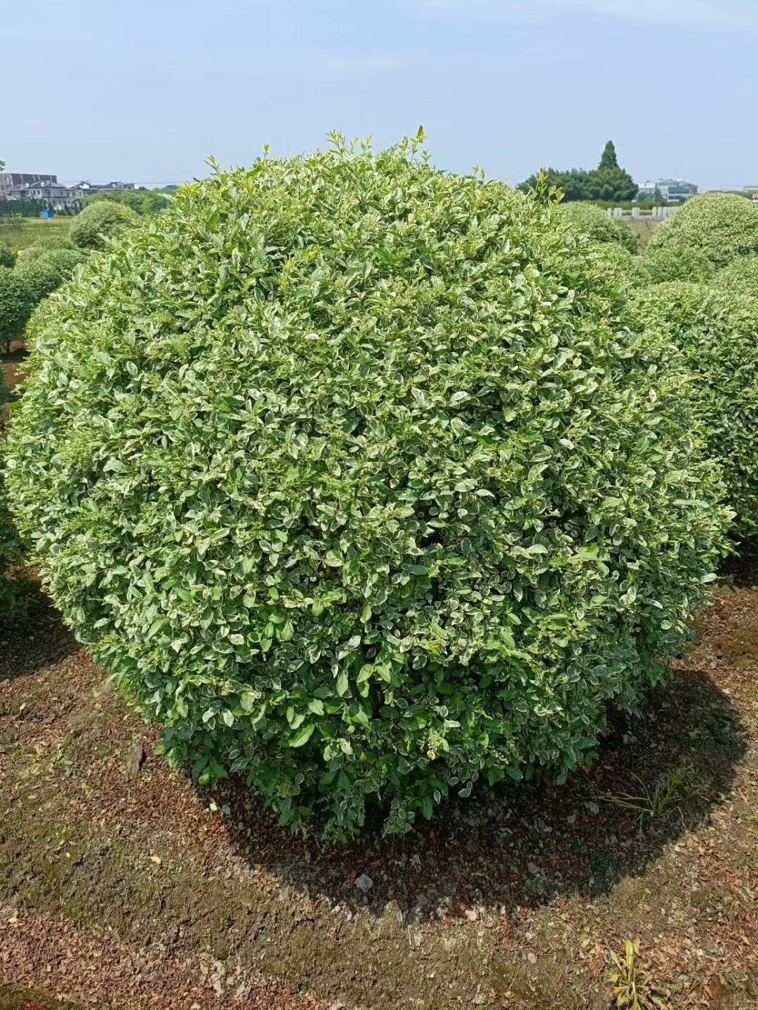 银姬小蜡球种植方法