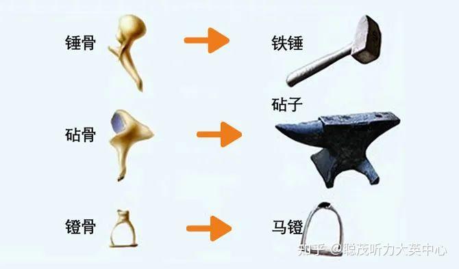 人体最小的骨头! 你知道是哪一块吗? - 知乎