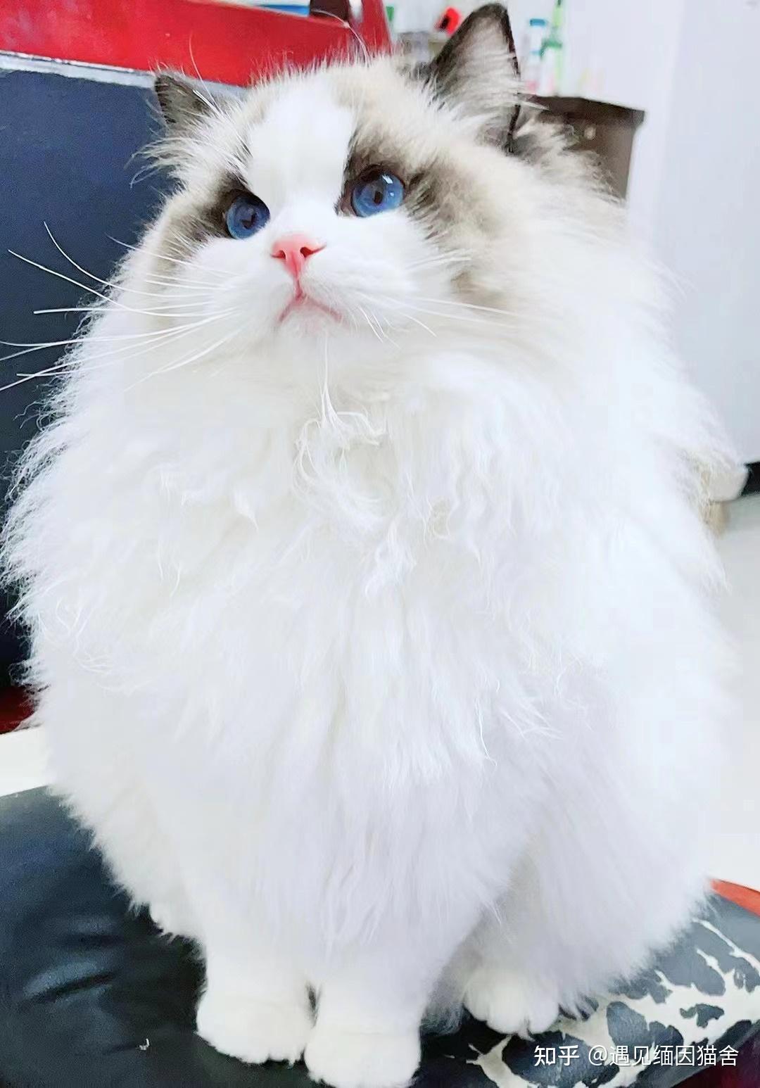 布偶猫:布偶猫好养吗?