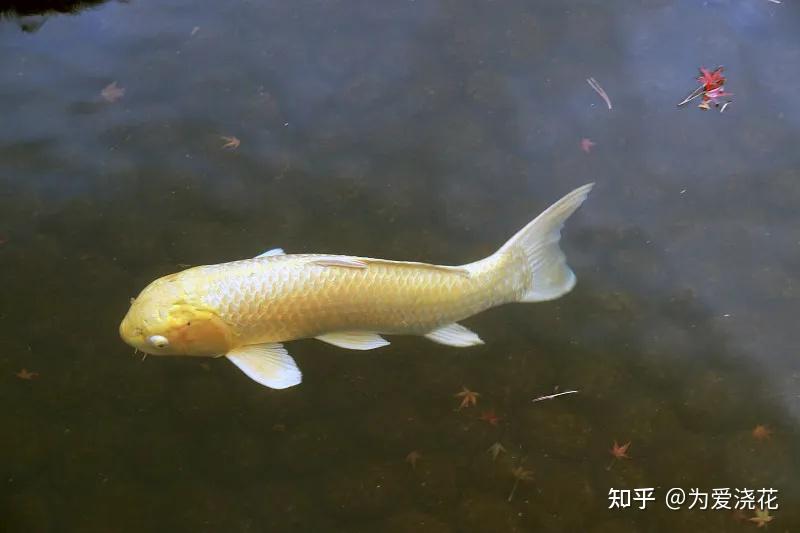 十大常见冷水观赏鱼 冷水观赏鱼有哪些 冷水观赏鱼盘点 - 知乎