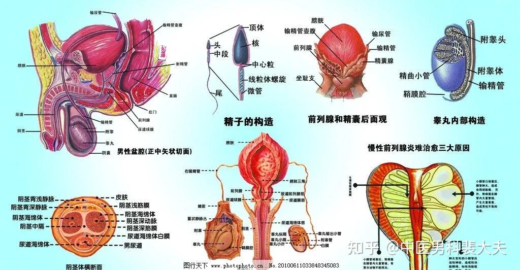 输精管四个部分图片