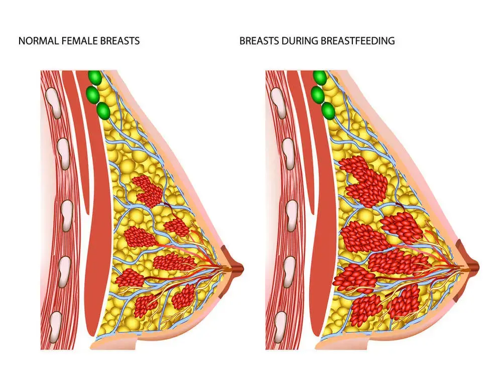 乳房按摩能治疗乳腺疾病还能丰胸?别再交智商税了!