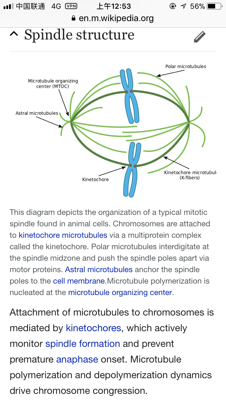 植物细胞有丝分裂的纺锤体是如何形成的