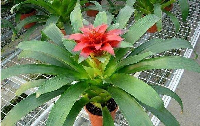 盆栽花卉室内精选 v2-453ac8a35137106ccbf8a1edd11e6a54_1440w.jpg?source=172ae18b