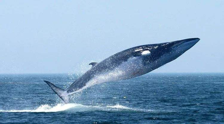 那些巨型海洋生物二