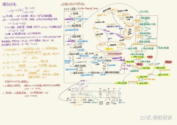 考研资料 | 生理与生化笔记 - 知乎