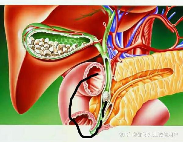 中医藏象学说之六腑的主要生理功能：胆〈18〉 知乎