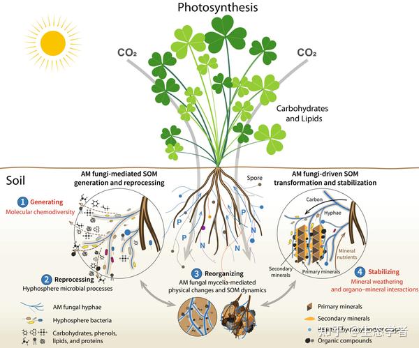 New Phytologist | 丛枝菌根真菌介导的土壤有机质动态过程的新概念框架 - 知乎