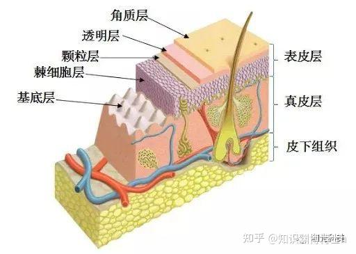 基底层参与皮肤的修复和再生,因此一般手术时,深度最好只到达真皮浅层