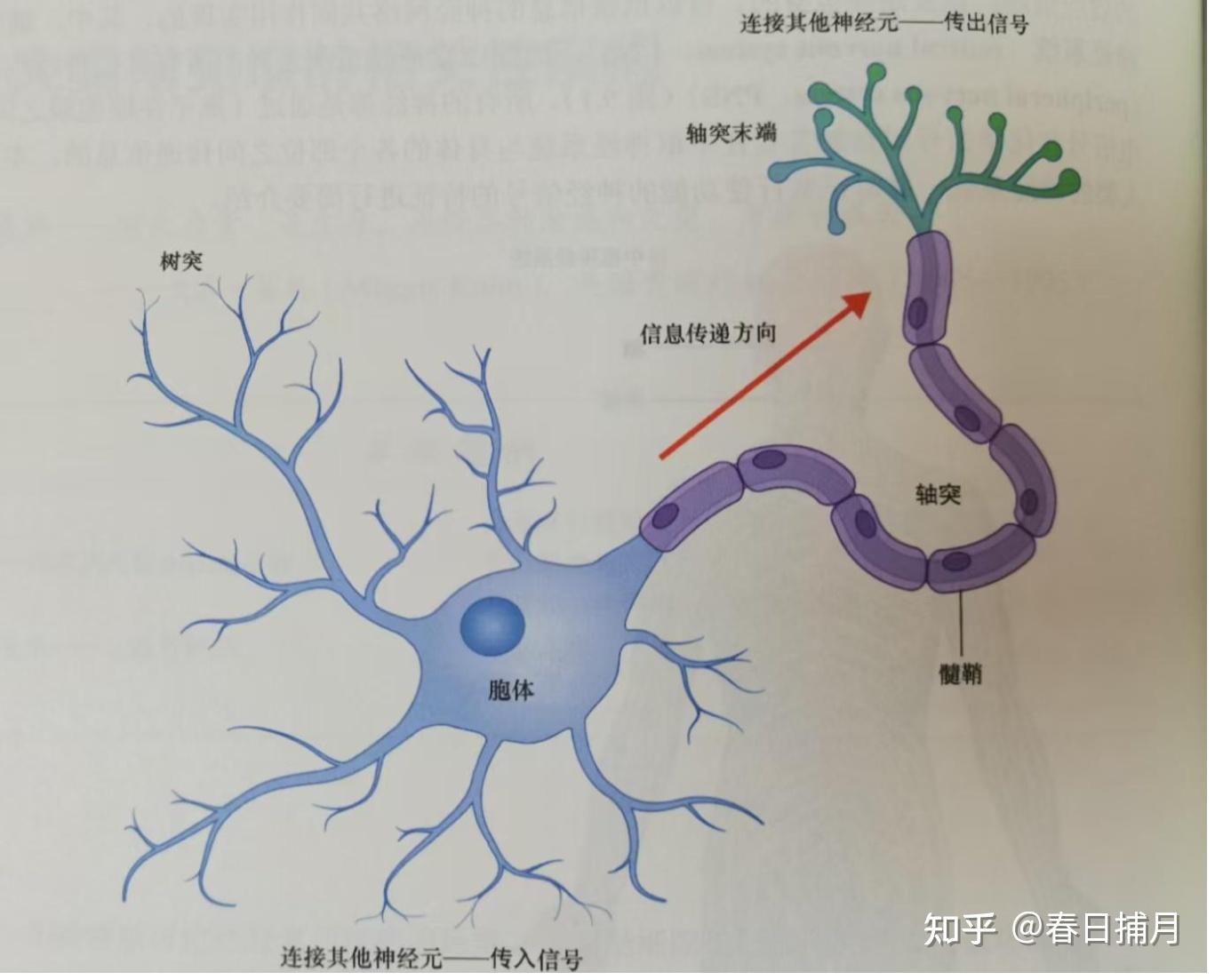 运动神经元和去神经支配及神经肌肉接头的结构断裂是什么? - 知乎