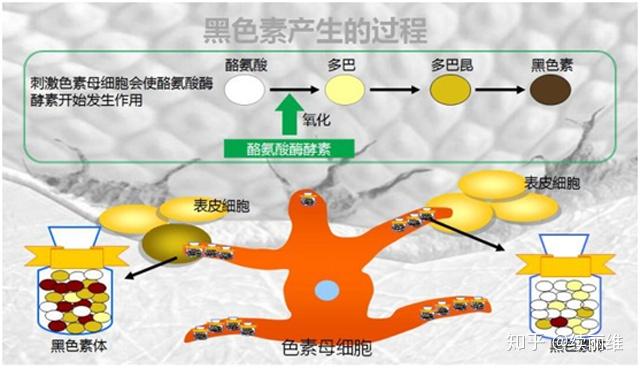 为了抵御紫外线造成的伤害