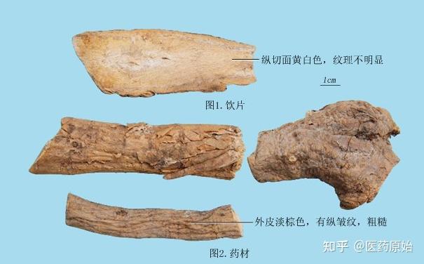 葛根性状图片