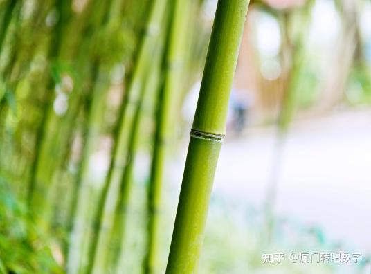 一张纸的变化:用竹浆造纸代替木浆造纸 - 知乎