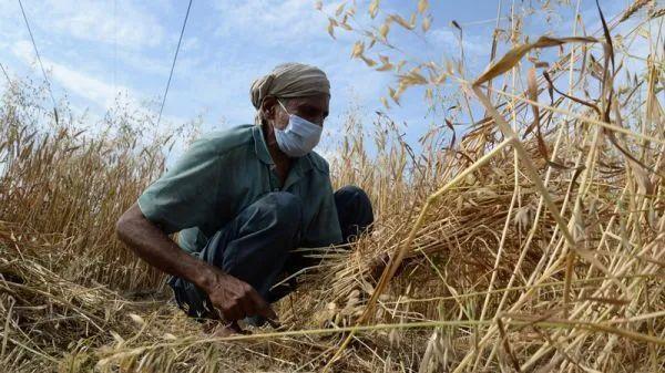 2021年1月12号时,印度最高法宣布暂缓农业法实施.