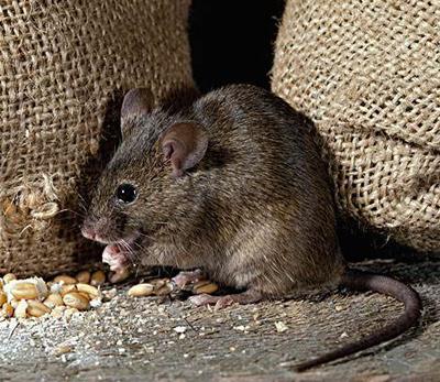 老鼠的危害以及防治方法