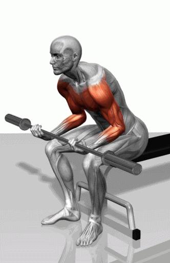 三角肌前束仰卧平板杠铃肱三弯举目标肌群:肱三头肌仰卧平板壶铃肱三