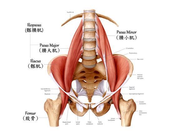 腰痛 可能是 髂腰肌 惹的祸 知乎