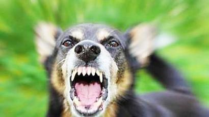 狗狗伤人的,养犬人要承担责任!温州市养犬管理条例7月1日起实施