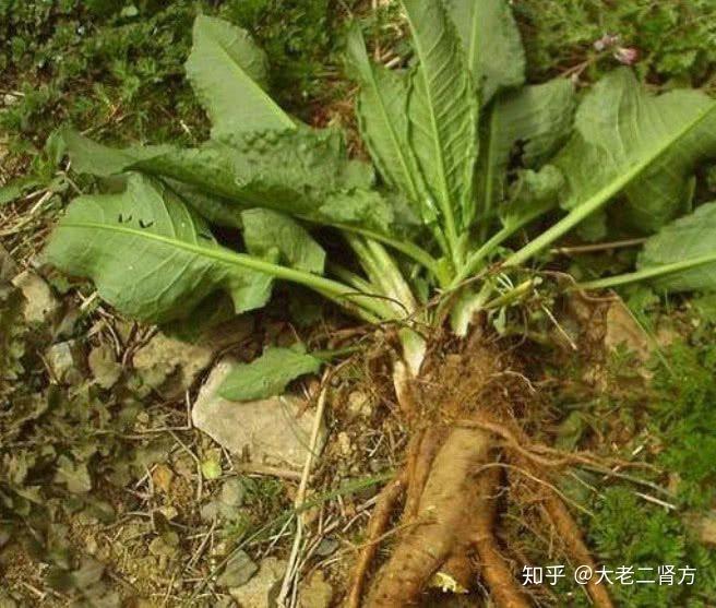 路边常见的一种野草,人称"金不换",挖出来似黄金,用途广泛! - 知乎