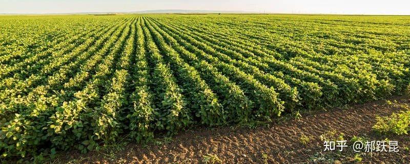 2.10日·世界豆类日,细数豆类和豆制品的价值