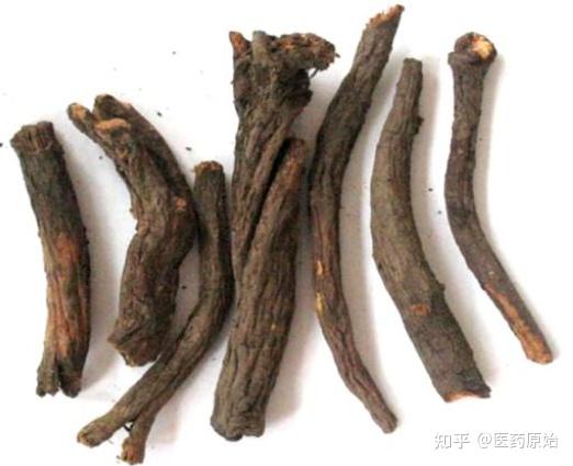 带你识别地榆 - 知乎