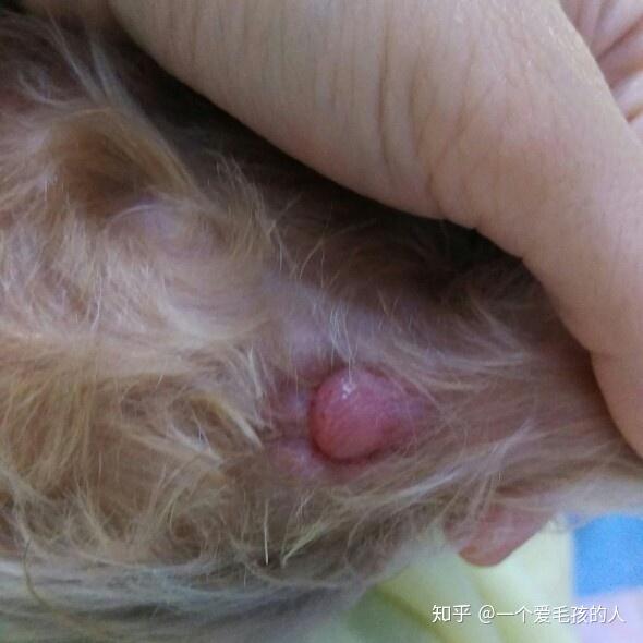 狗狗肛门腺瘤图片图片