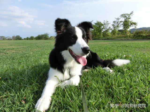 邊牧犬掉毛嚴重怎麼辦