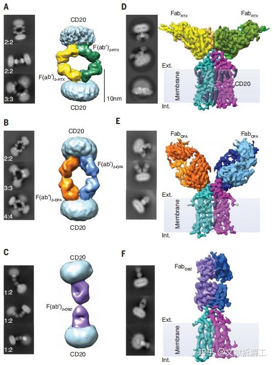 【Science论文拆解】治疗性抗体与人CD20的结合机制 - 知乎