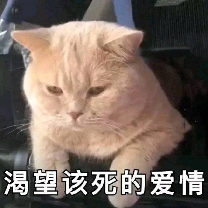 沙雕狗狗的文案,沙雕狗狗头像