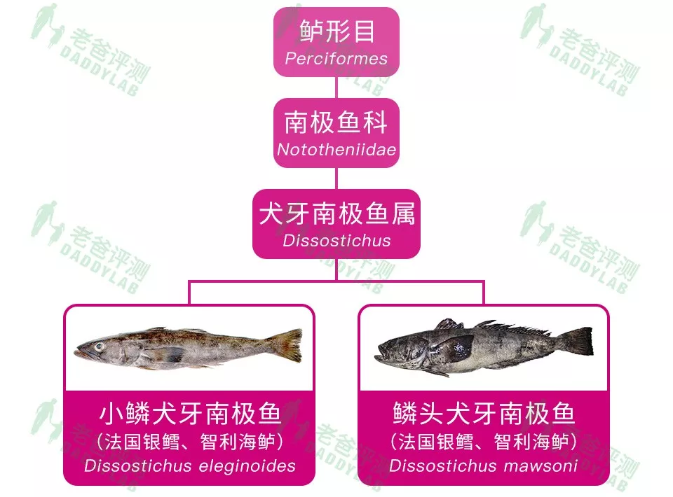 银鳕鱼 龙鳕鱼之类的x 鳕鱼都是什么鱼 老爸评测短知乎