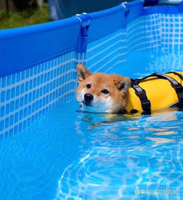 很多人认识柴犬这个犬种,是因为网上的神烦狗表情包,看着柴犬肥肥的