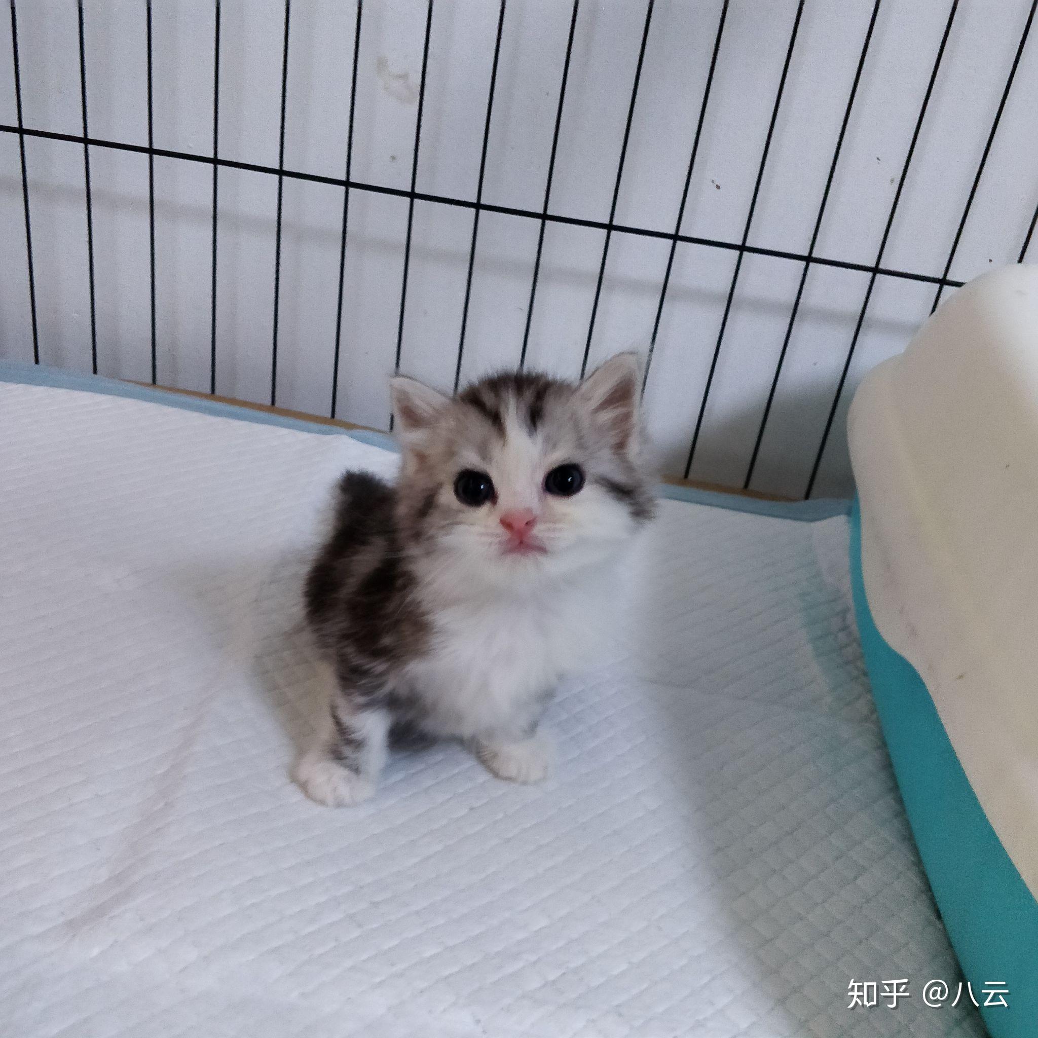 小白想问下两万以上赛级的美短加白幼崽是这品相吗?