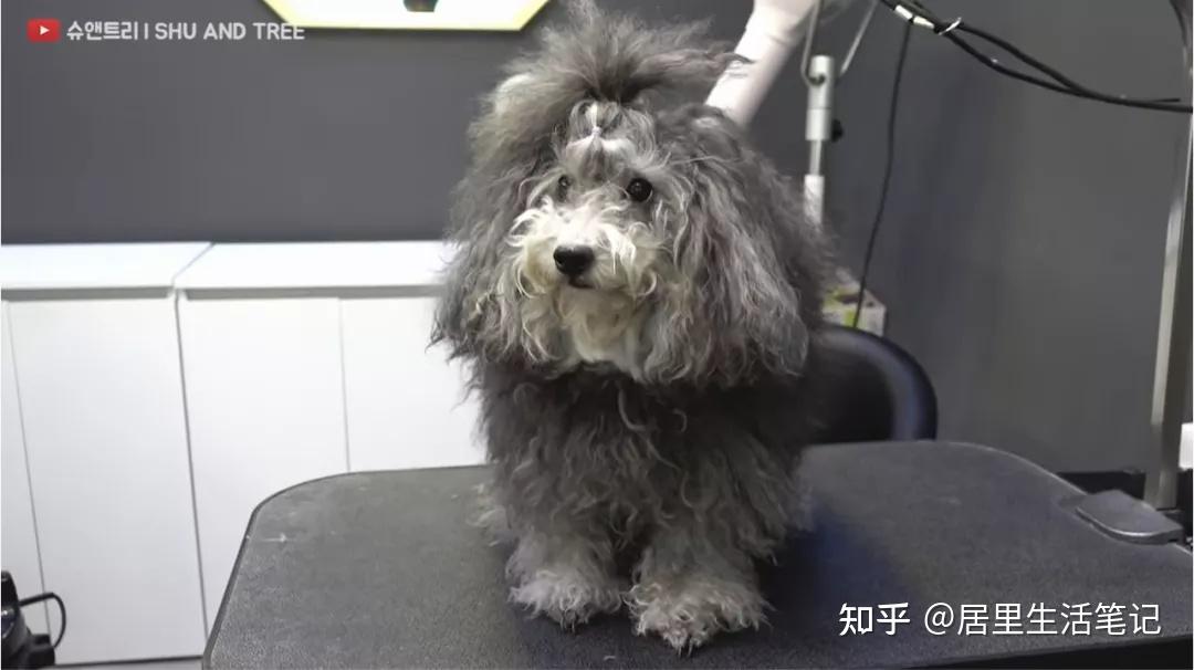 韩国美女tony老师换头术爆红网络网友姐姐救救我的狗头