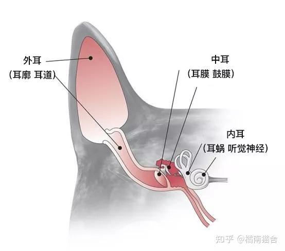 猫咪耳螨治疗全攻略:28天彻底清空 - 知乎