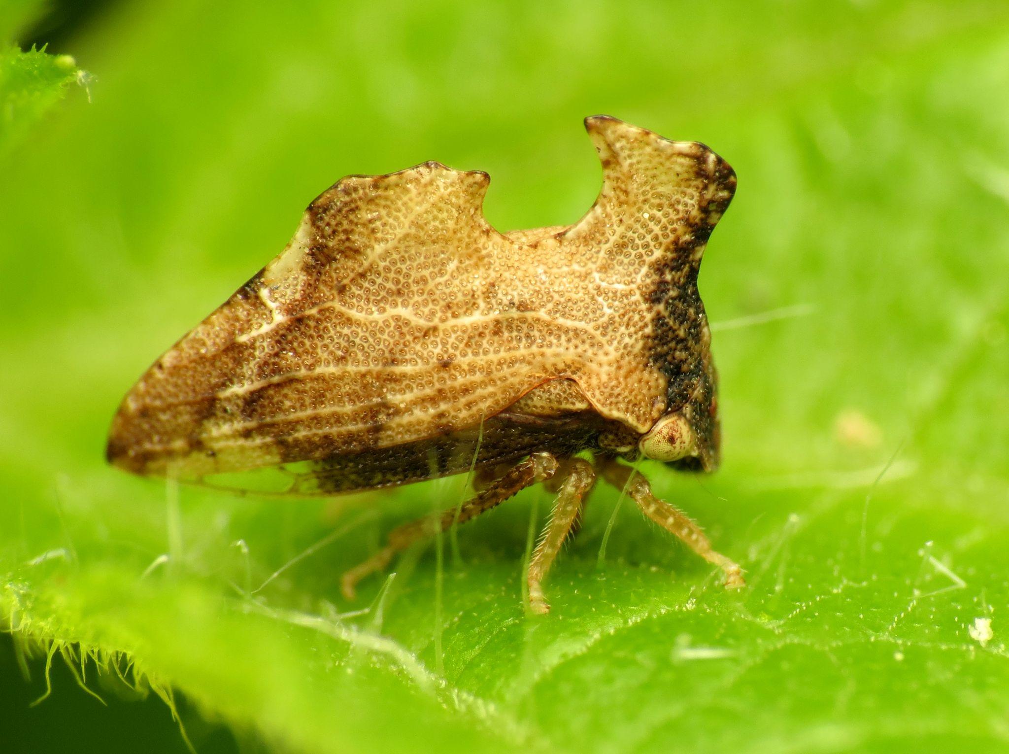 大多数飞虫有共同的祖先吗