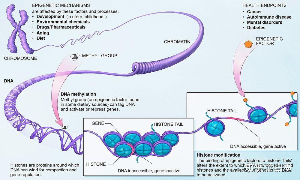 一文读懂 rna 表观修饰