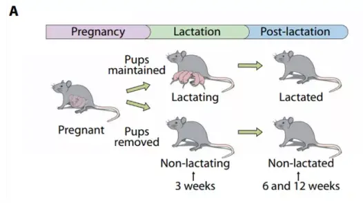 通過動物模型(下圖a,泌乳小鼠產後3周斷奶)發現,泌乳小鼠的胰腺比未