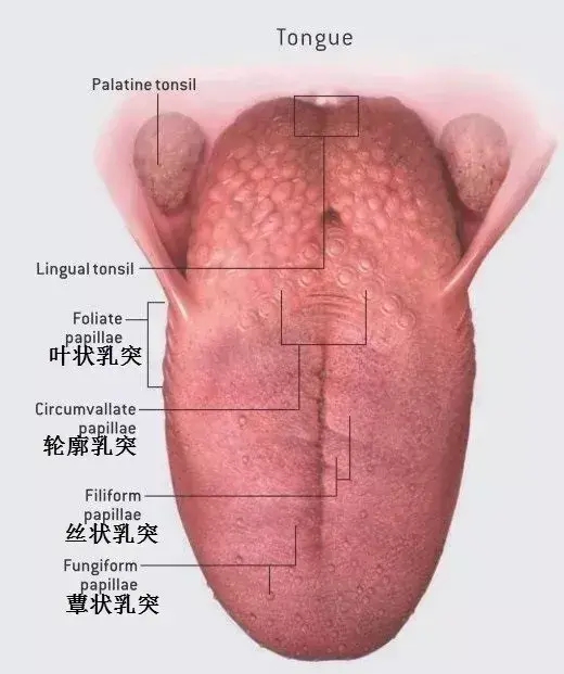 味蕾的分布范围也很广,几乎遍布了整个舌头,甚至连上颚和咽喉局部都有
