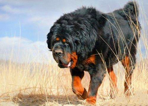 西藏獒犬中国西藏的大型犬