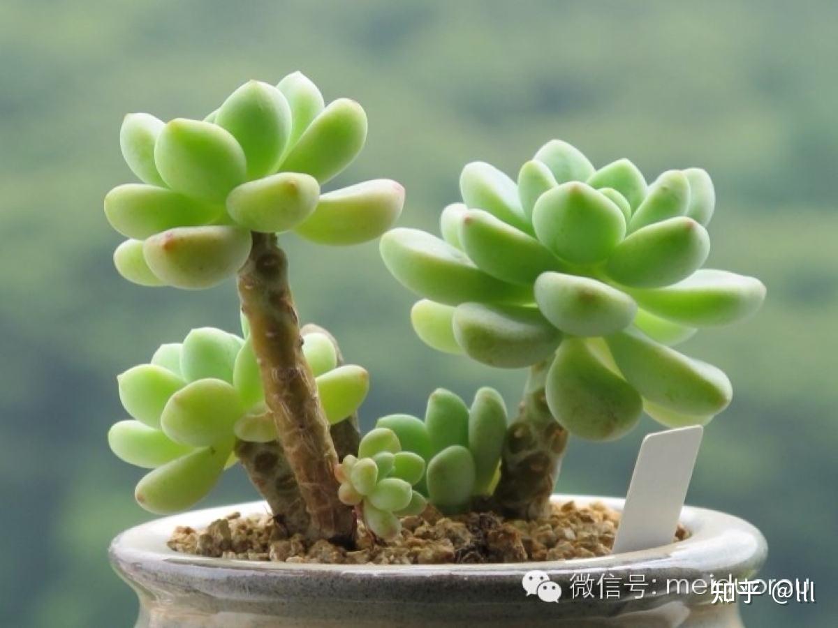 丹丹家多肉怎么养丹丹家怎样养多肉最好