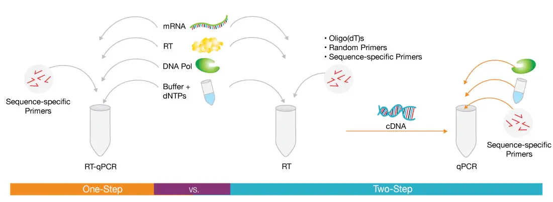 rt-qpcr的全称是逆转录荧光定量聚合链式反应(reverse transcription