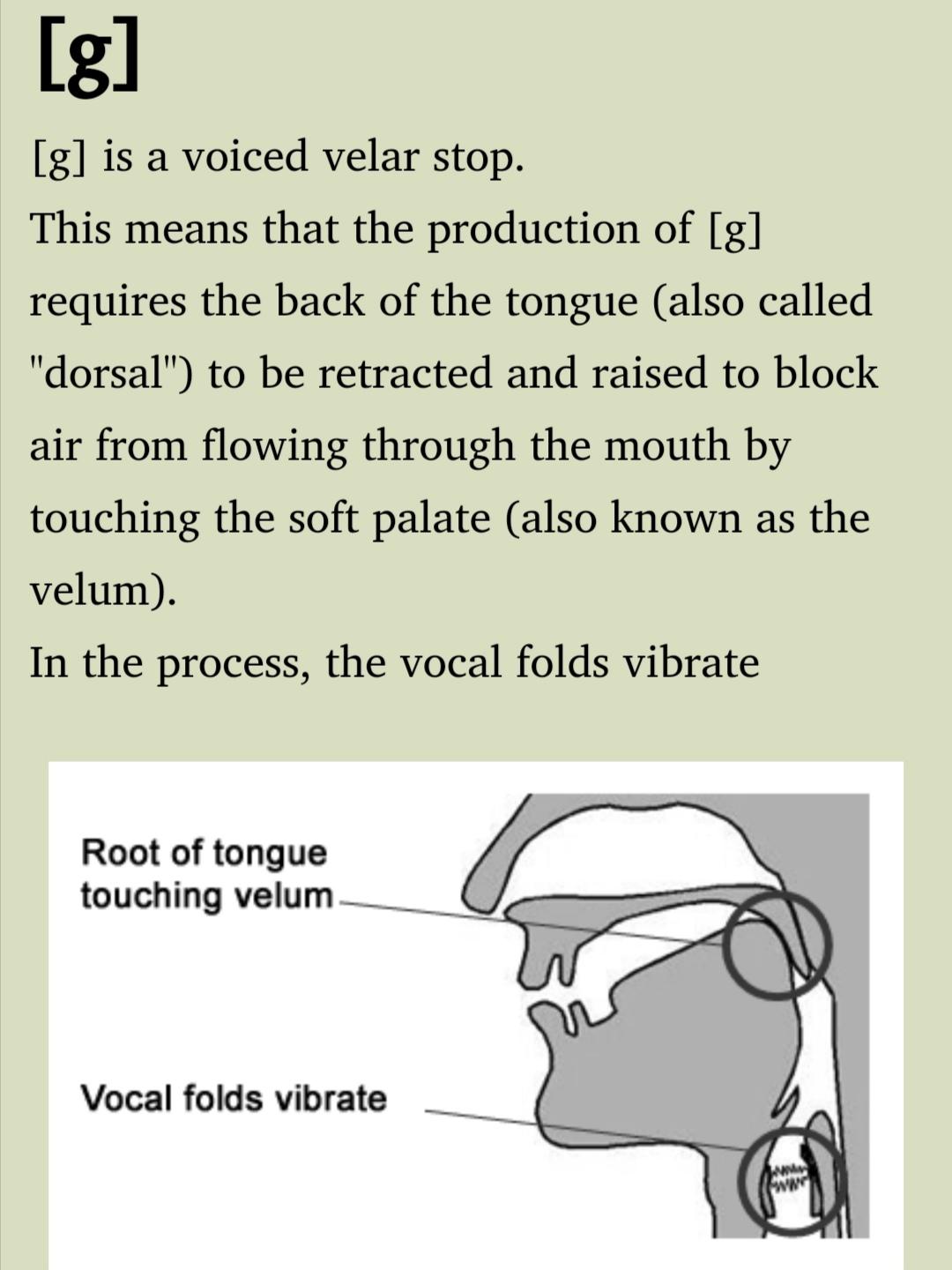 vocal folds图片