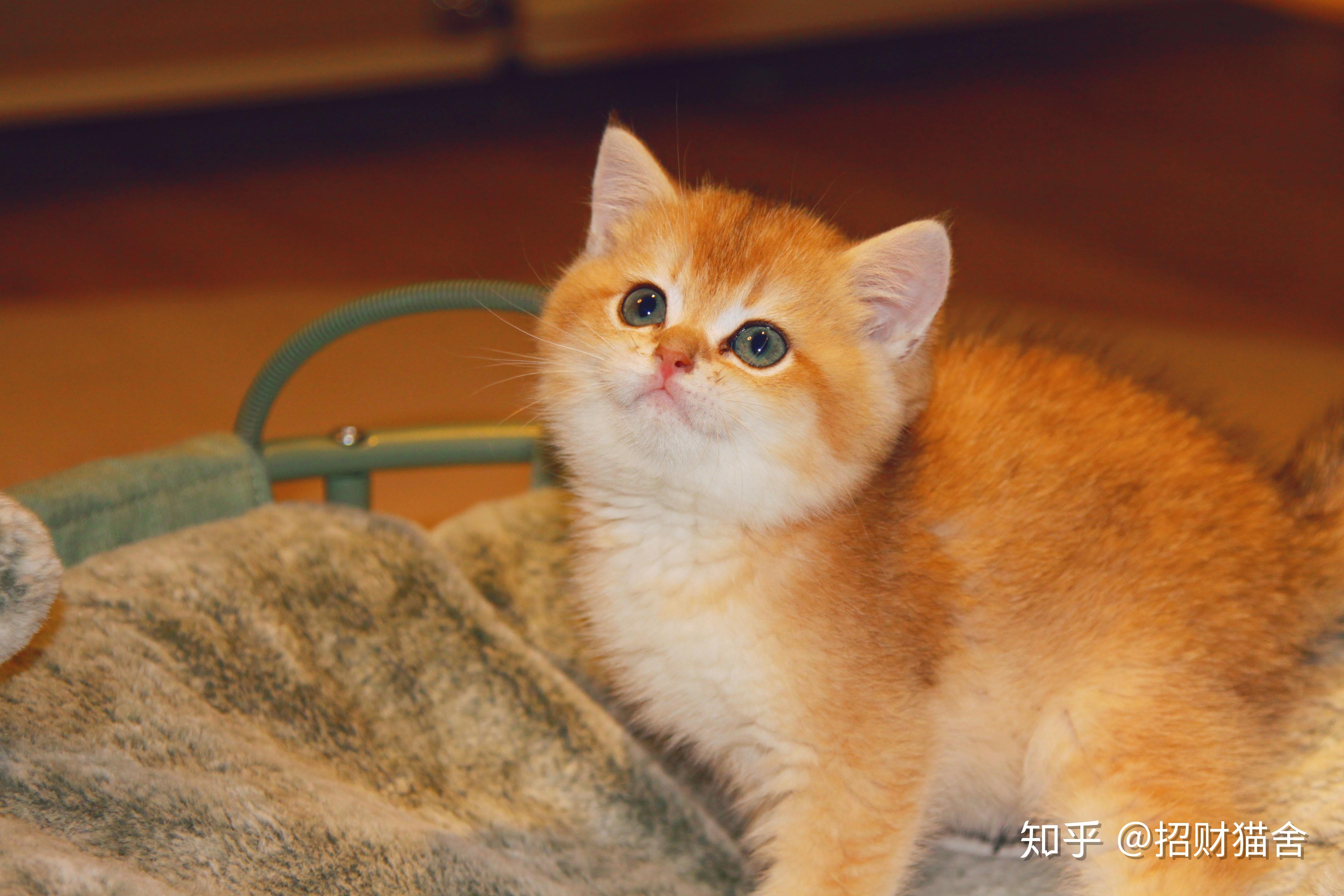aboutus丨关于招财猫舍金渐层布偶猫