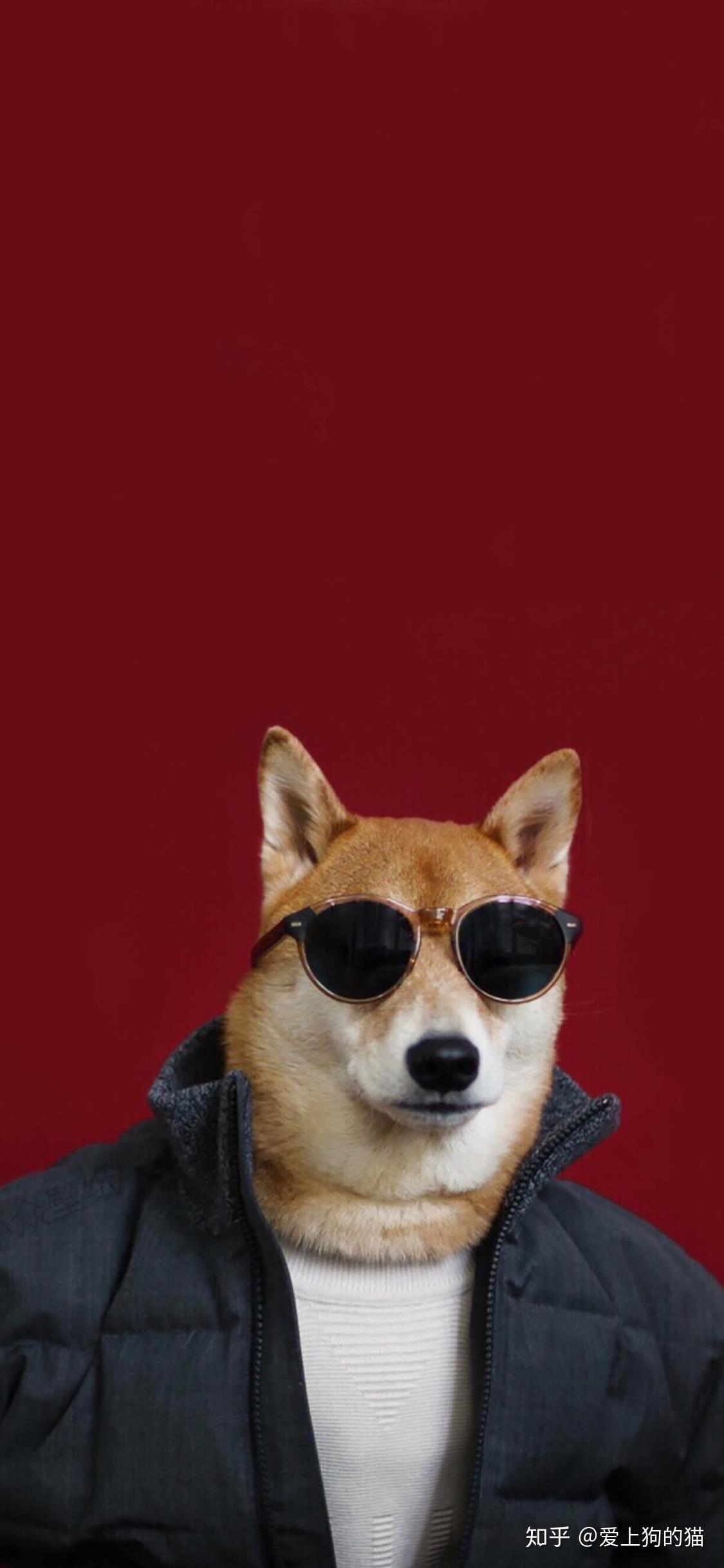 分享一波帅气的柴犬壁纸吧