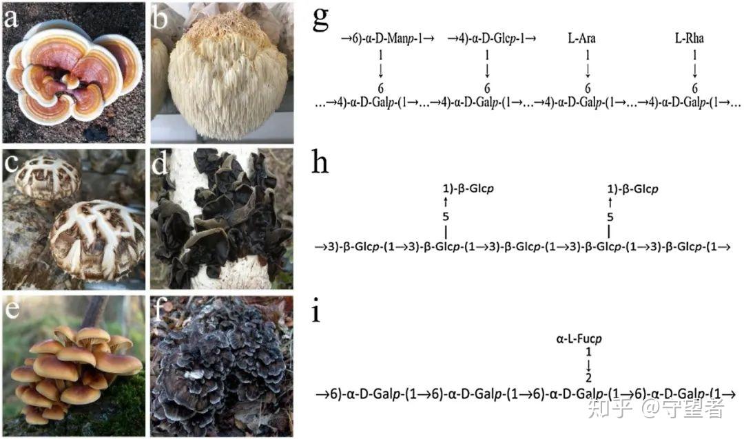 news-1-1 CARBOHYD POLYM综述:蘑菇多糖对肠道微生物的影响及其对宿主的有益作用 - 知乎