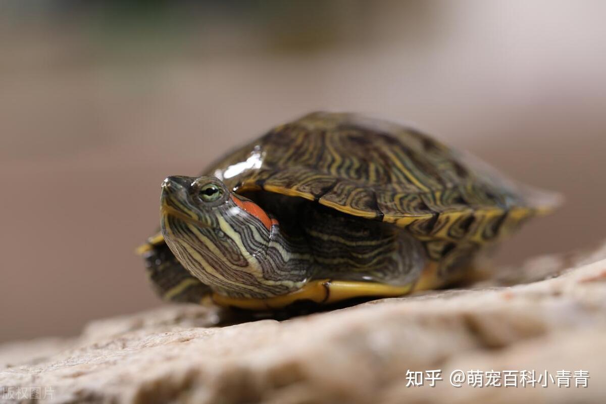 半水龟和水龟有什么区别,一文搞懂半水龟、水龟、拟水龟的概念! - 知乎