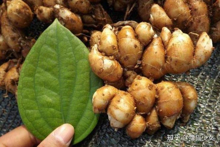 山柰亦称三柰,沙姜,番郁金,三藾,山辣,土麝香,埔姜花,是一种姜科山柰