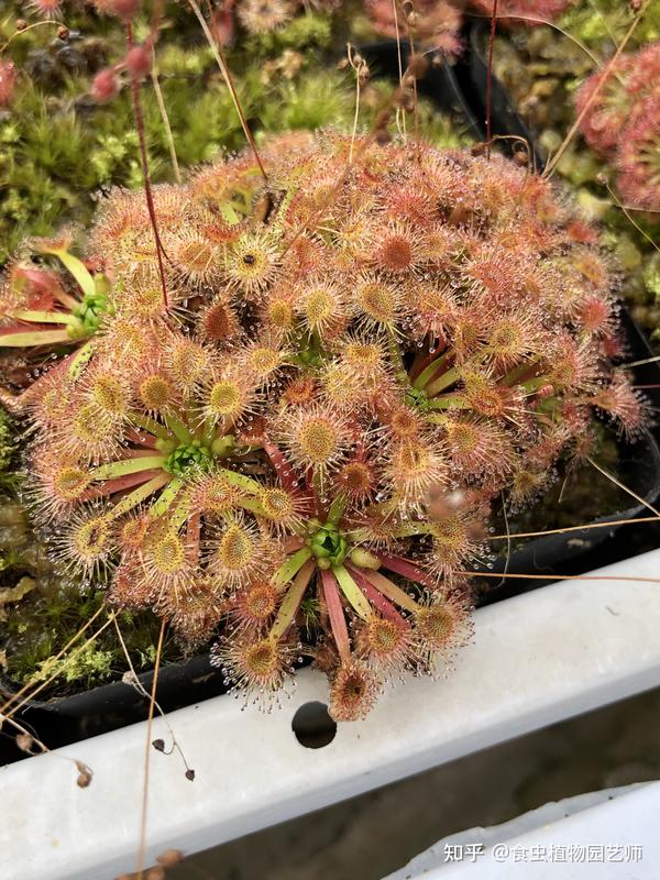 食虫植物界的小精灵:迷你茅膏菜 迷你茅膏菜冬芽又成熟了
