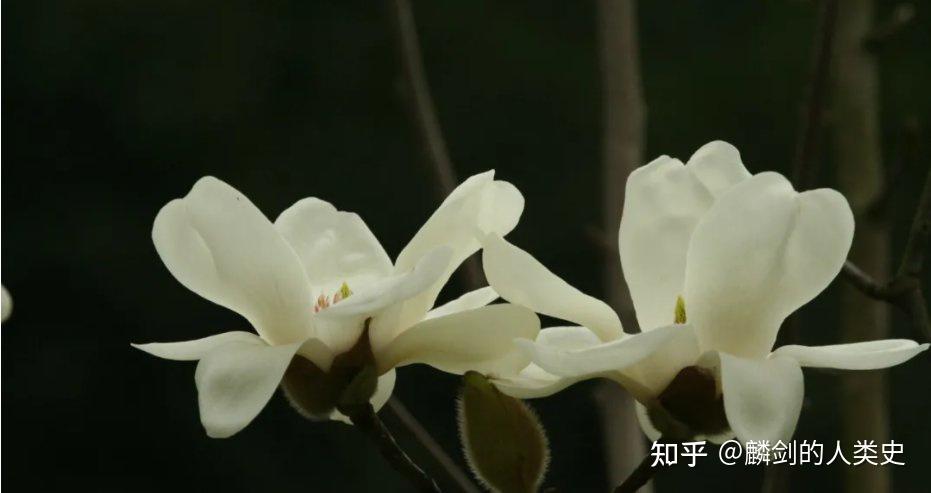 【植物界全系列】木兰目—木兰科 - 知乎